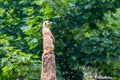 standing meerkat on guard, on top of the termite mound Royalty Free Stock Photo