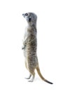 Standing Meerkat Isolated 2 Royalty Free Stock Photo
