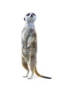 Standing Meerkat Isolated Royalty Free Stock Photo