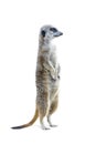 Standing Meerkat Isolated 3 Royalty Free Stock Photo