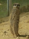 A standing meerkat keeps its territory