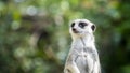 A standing meerkat with a natural green background