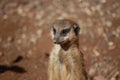 Standing meerkat Royalty Free Stock Photo