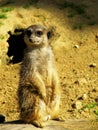 a standing meerkat, Suricata suricatta, also called Surikate