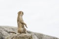 Standing meerkat, suricate, Suricata suricatta, looking behind Royalty Free Stock Photo
