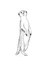 Standing meerkat surikat. Vector illustration Royalty Free Stock Photo