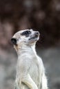 Standing Meerkat upper body and head tilted back Royalty Free Stock Photo