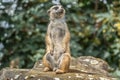 Standing meerkat watching around