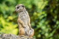 Standing meerkat watching around