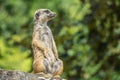 Standing meerkat watching around