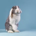 Standing mini-lop rabbit Royalty Free Stock Photo