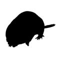 Standing Mole Talpidae On a Front View Silhouette Found In Map Of Africa, Asia, Eurasia,Europe And North America