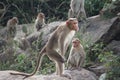 Standing Monkey by krish