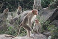 Standing Monkey by krish Royalty Free Stock Photo