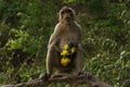 A standing monkey holding yellow flowers