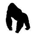 Standing Mountain Gorilla Gorilla Berengei Berengei On a Front View Silhouette Found In Map Of Africa.