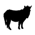 Standing Mule Equus Mule On a Side View Silhouette Found In Map Of Africa,Asia,Eurasia,Europe And America Royalty Free Stock Photo