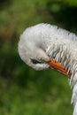 A standing napping white stork Royalty Free Stock Photo