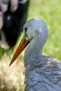 A standing napping white stork Royalty Free Stock Photo