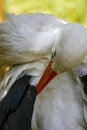 A standing napping white stork Royalty Free Stock Photo