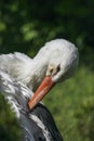 A standing napping white stork Royalty Free Stock Photo