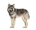 Standing Northern Inuit Dog panting, looks like a wolf