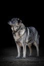 Standing old female dog with fluffy fur isolated on black background