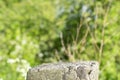 Standing old gray concrete pillar with planar surface on the top as a stage for something and blurred green grass background Royalty Free Stock Photo