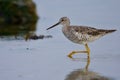 Standing on one leg, a greater yellow legs forages in a tide pool