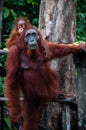 Standing Orang Utan with Baby in Borneo Indonesia Royalty Free Stock Photo
