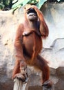 Standing Orang Utan Royalty Free Stock Photo