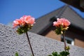 Standing orange-pink geraniums bloom in pots in June. Berlin, Germany