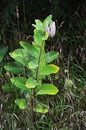 Standing out on its own this Milk Weed plant`s three seed pods get ready to open - Michigan USA