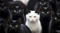 Standing out in a sea of black cats, the white cat epitomizes the business concept of selection