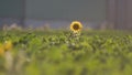 STANDING OUT at sunset