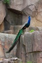 Standing Peacock Royalty Free Stock Photo