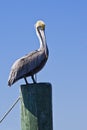 Standing pelican Royalty Free Stock Photo