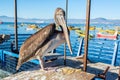 Standing Pelican in Coquimbo Royalty Free Stock Photo