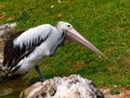 standing pelican Royalty Free Stock Photo