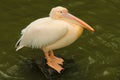 Standing pelican on the stone Royalty Free Stock Photo