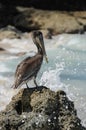 Standing Pelican with wave crashing on Rock. Colombia. Playa Blanca Colombia, Caribbean. Royalty Free Stock Photo