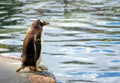 Standing penguin