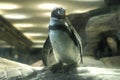 Standing penguin