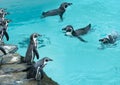 standing penguin on the background of pool penguin Royalty Free Stock Photo