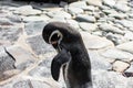 A standing penguin close-up view