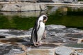 A standing penguin close-up view