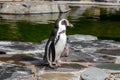 A standing penguin close-up view.