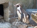 Side shot of a single penguin standing in zoo on stones