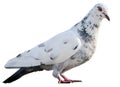 Standing pied dove isolated on white background Royalty Free Stock Photo