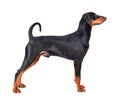 Standing Pinscher puppy Royalty Free Stock Photo